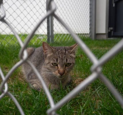 Does Plastic Deer Fence Work Truth About Durability, Strength & Use Cases