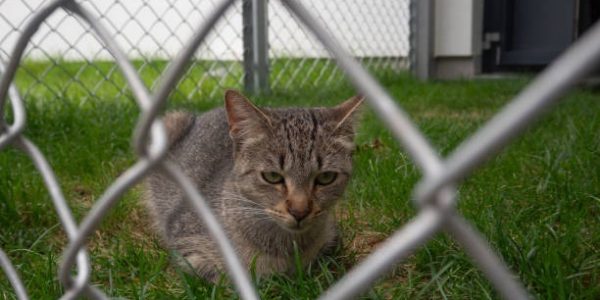 Does Plastic Deer Fence Work Truth About Durability, Strength & Use Cases