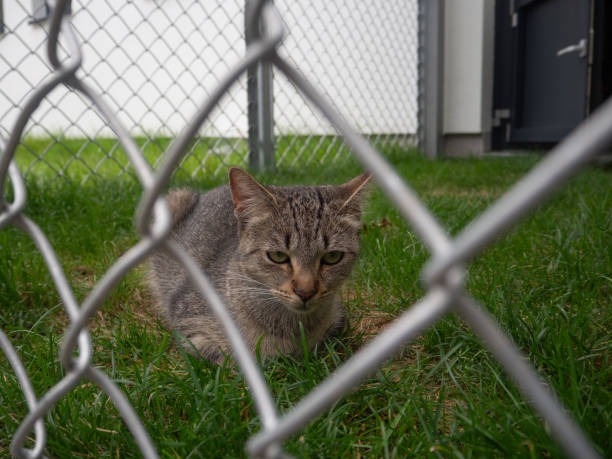 Does Plastic Deer Fence Work Truth About Durability, Strength & Use Cases