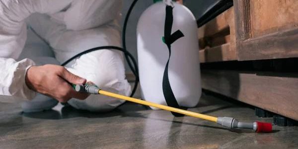 Affordable Pest Control Services for Homes in Ilford