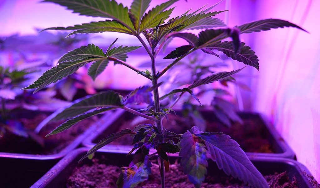 420 Magazine Exclusive: Interviews with Cannabis Industry Leaders