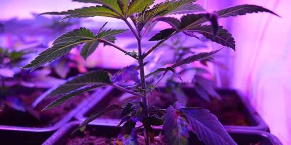 420 Magazine Exclusive: Interviews with Cannabis Industry Leaders