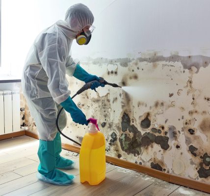 Choosing the Right Mold Remediation Experts for Lasting Home Protection