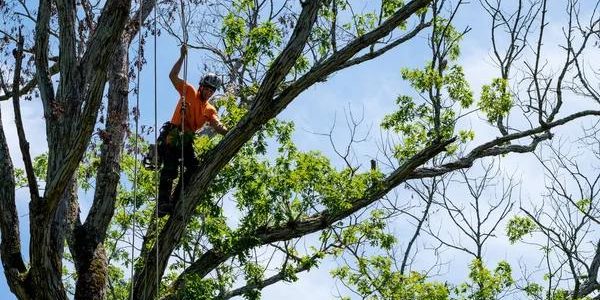 Casselberry Tree Services Pruning, Removal & Maintenance