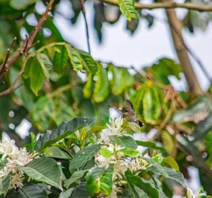 How Live Kolibri Enhances Your Entertainment Experience