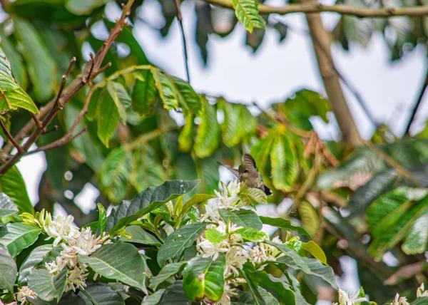 How Live Kolibri Enhances Your Entertainment Experience