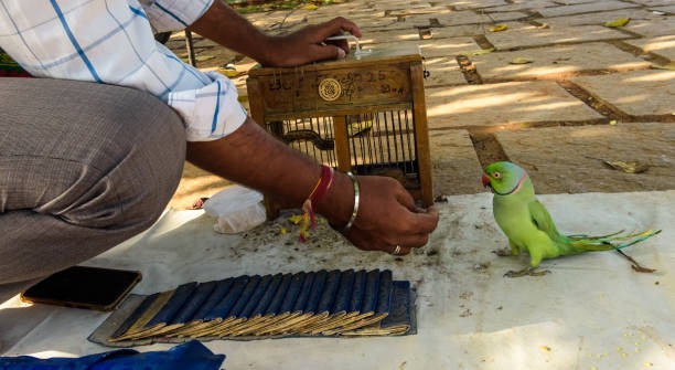 Top-Rated Best Tarot Reader in India & Best Astrologer in Guwahati You Can Rely On