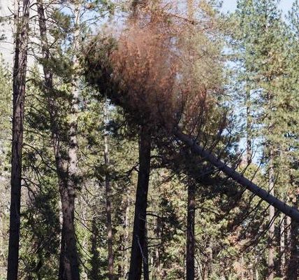 Trust Wiese Tree Service LLC for Complete Tree Maintenance Services