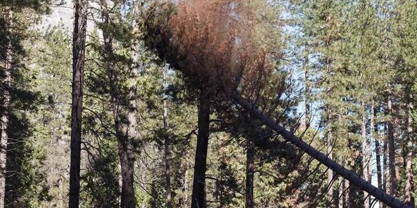 Trust Wiese Tree Service LLC for Complete Tree Maintenance Services