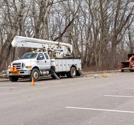 Madison Tree Pruning Tips for Stronger and Healthier Trees