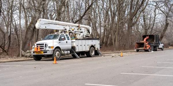 Madison Tree Pruning Tips for Stronger and Healthier Trees