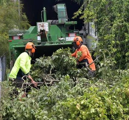 Tree Removal Service Mobile for Hazardous Tree Removal