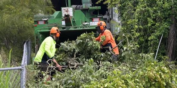 Tree Removal Service Mobile for Hazardous Tree Removal