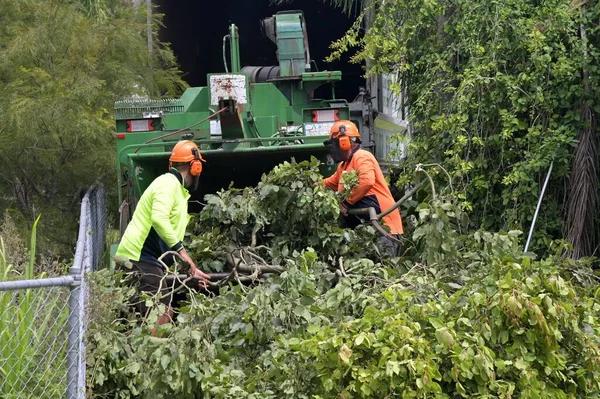 Tree Removal Service Mobile for Hazardous Tree Removal