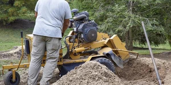 Everything You Need to Know About Stump Grinding Before a New Fence