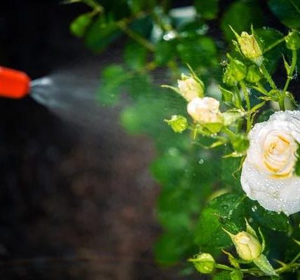 Reliable Lawn Pest Control Solutions for a Healthier, Pest-Free Yard