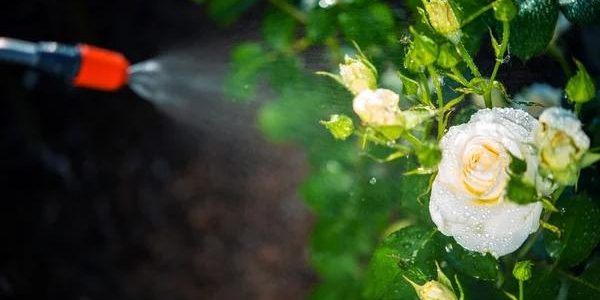 Reliable Lawn Pest Control Solutions for a Healthier, Pest-Free Yard