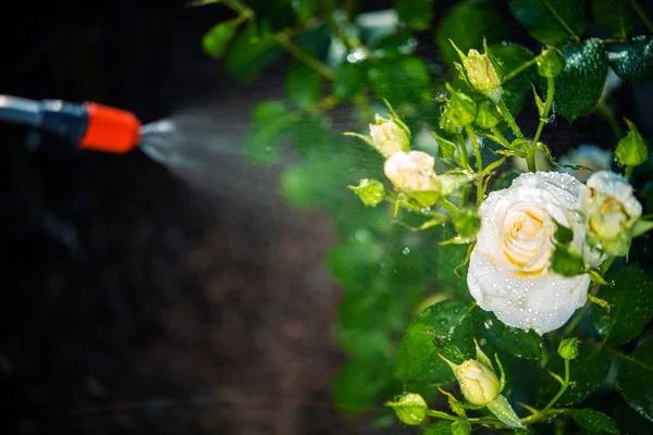 Reliable Lawn Pest Control Solutions for a Healthier, Pest-Free Yard