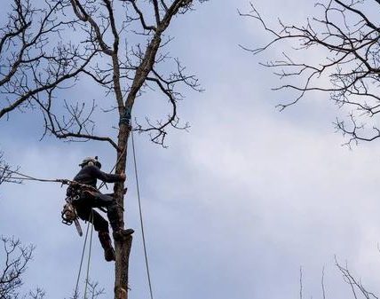 Expert Tree Service Madison for Trees of All Sizes