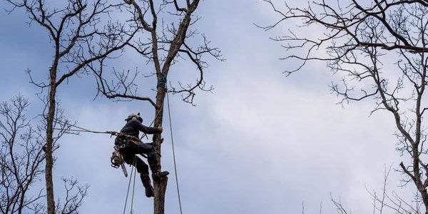 Expert Tree Service Madison for Trees of All Sizes