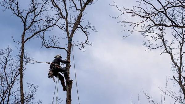 Expert Tree Service Madison for Trees of All Sizes