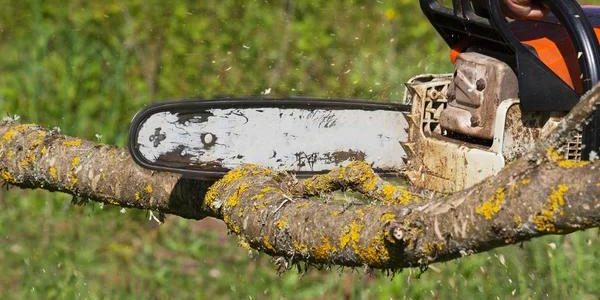 Why Professional Tree Removal Service Matters for Your Property
