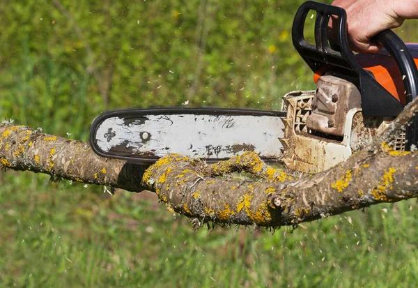 Why Professional Tree Removal Service Matters for Your Property